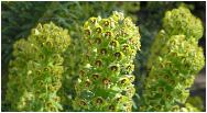 Euphorbiacharacias