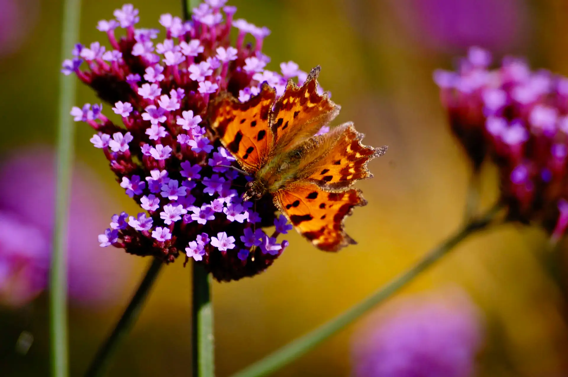 Schmetterling im graesermeer